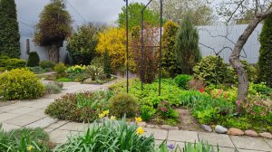 Тюльпаны и весенние кустарники. Лучшие композиции. Прогулка по южному саду 14.04.2025 г. Пятигорск.