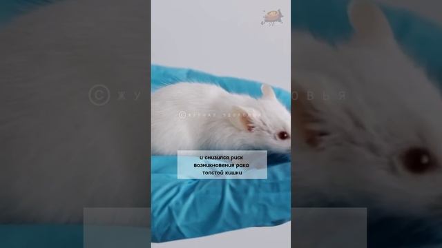 6 причин есть Грецкие Орехи каждый день смотреть онлайн