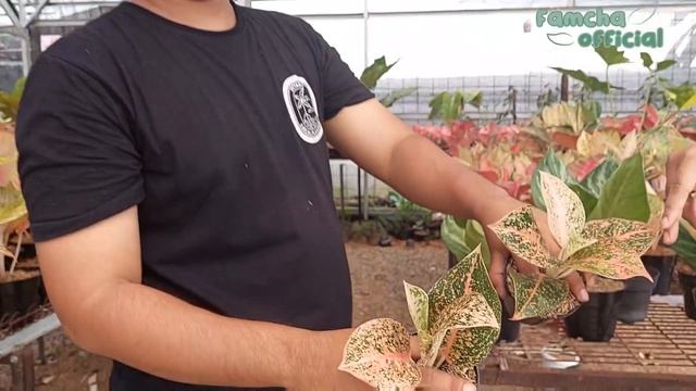 WARDHANA FLORA| LAPAK TANHIS ANEKA AGHLONEMA & AROID LENGKAP HARGA TANIAN| Ready MONSTERA MINT смотреть онлайн