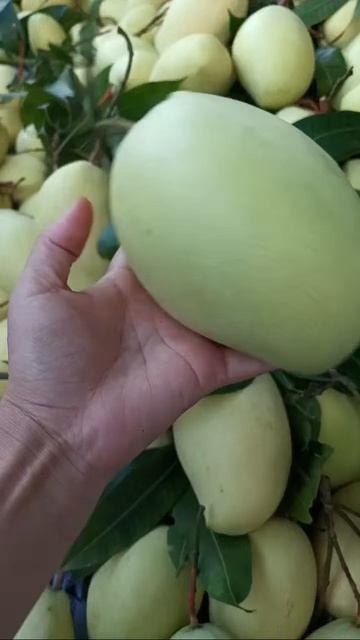 베트남 망고 수출- Vietnam Mango Export 🥭🥭🥭 смотреть онлайн