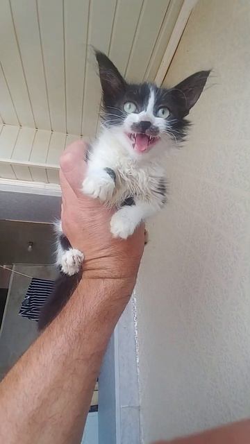 Даяна. Дочь Дины. Это кошка или летучая мышь? смотреть онлайн