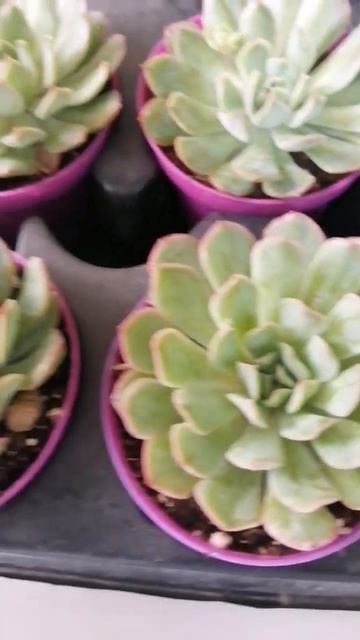 echeveria pinwheel revolution satışta смотреть онлайн
