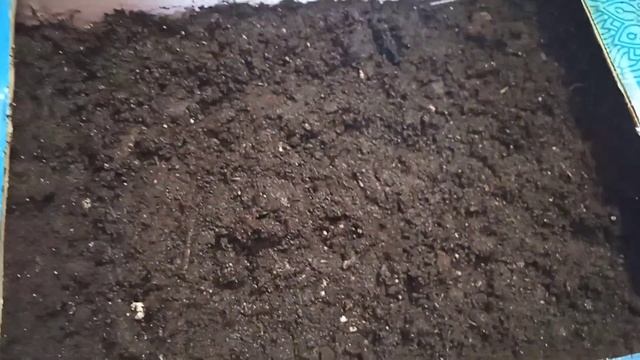 Посев на Рассаду Помидоры сорта "ВИШНЯ ЮББИ КРУГЛАЯ" Анжелочкины Семена для Открытого Грунта!!! смотреть онлайн