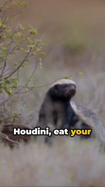 3 Bizarre Facts of the Honey Badger Mayhem смотреть онлайн