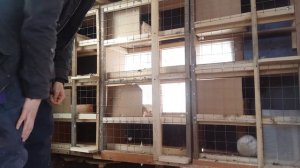 Обустройство и устройство голубятни #4 Доделал гнёзда во второй половине.