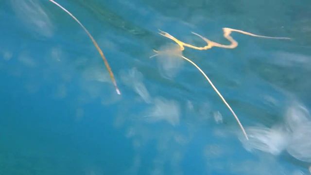 Mnemiopsis leidyi Castiglioncello смотреть онлайн