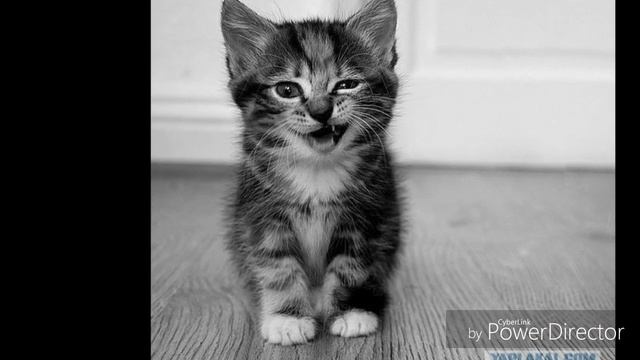 Какое имя выбрать для кота смотреть онлайн