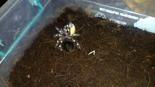 Acanthoscurria geniculata L5-L6. Эдик обедает смотреть онлайн
