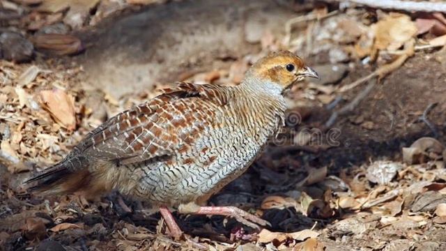 Grey francolin Bird Sound // 100% Work // Kamuju Sound // teetar Sound смотреть онлайн