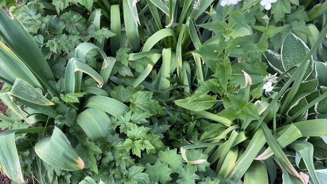Biała rabata w półcieniu | romantyczna rabata w stylu angielskim | łubiny, czosnki, zawilce i hosty смотреть онлайн