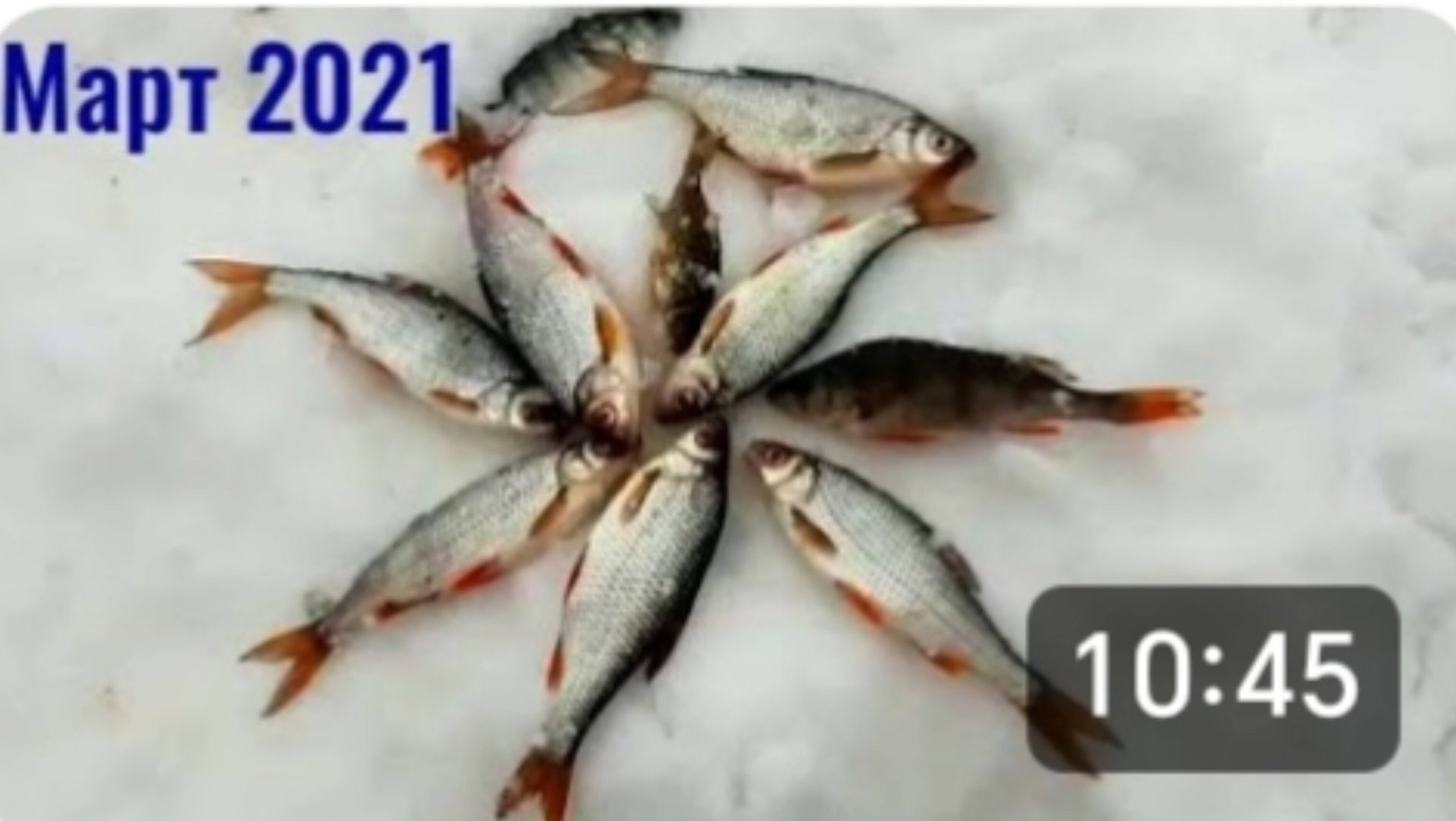 Щурёнок на удочку. Окунь, плотва, ёрш, подлещик. Рыбалка 14 марта. смотреть онлайн