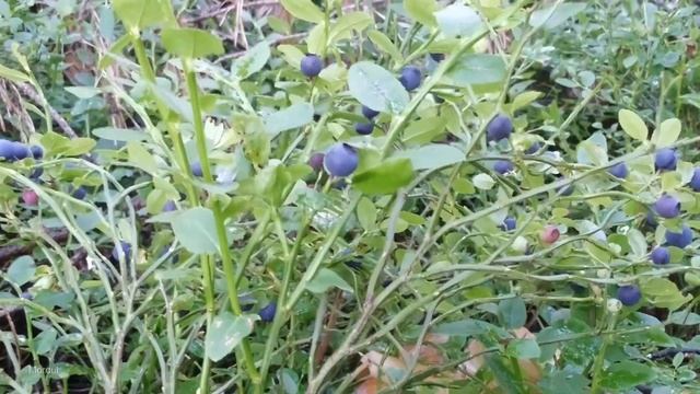 Черника лесная смотреть онлайн