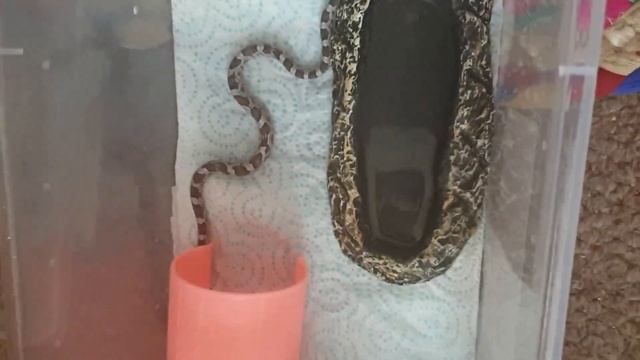 REHOUSING MY LOVELY GIFTS. смотреть онлайн