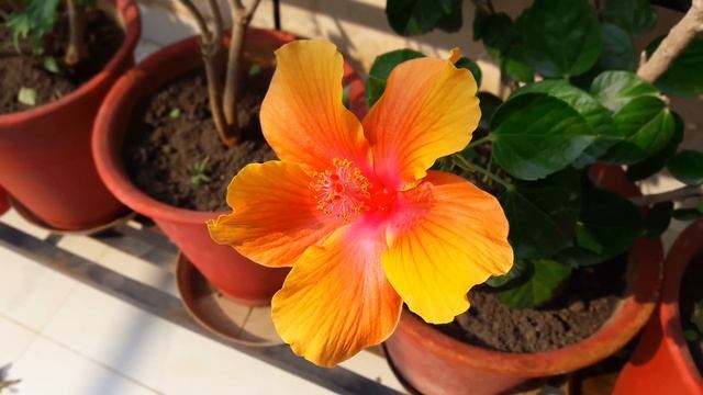 Winter Care of Hibiscus || How to Grow and Care Hibiscus in Winters ||Care of Hibiscus In Winters смотреть онлайн