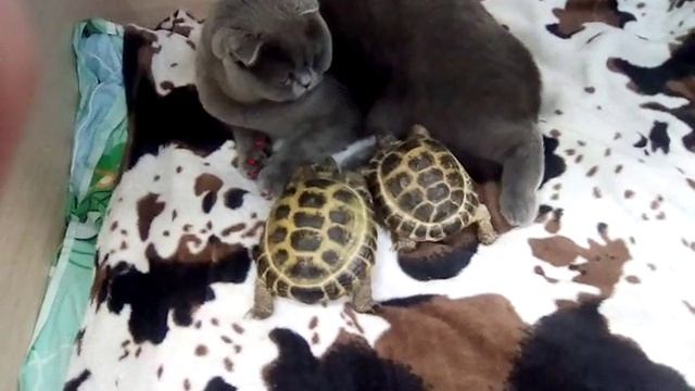 Ретро машины мои животные 2 смотреть онлайн