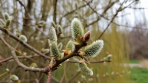 Танцуют все песня 2025. Агния Барто — Апрель