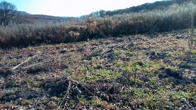 Панорама осени на гектаре Копаю топинамбур смотреть онлайн