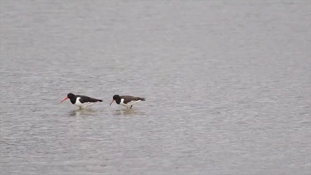 Visit Rutland Water Reserve | Bird Watching in UK | Birding in United Kingdom | смотреть онлайн
