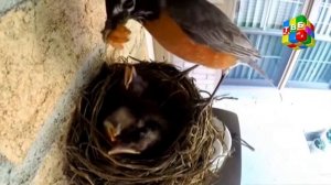 Сандуқчаи зулбиё - ( қ - 13 )