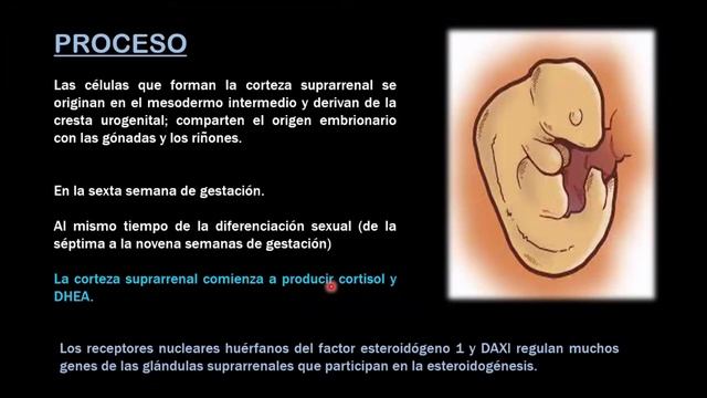 Presentaciones - Embriología de Glándulas Suprarrenales смотреть онлайн