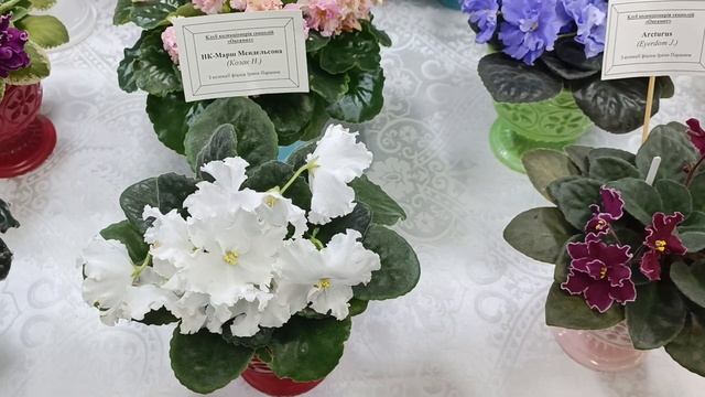 Виставка фіалок в Києві - квітень 2023 смотреть онлайн