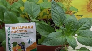 Эффективная подкормка рассады янтарной кислотой: Советы и рекомендации