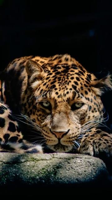 Leopard Interesting facts#shorts смотреть онлайн