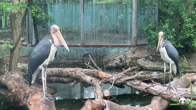 Lovely Animal Sounds: Cat, Sheep, Pig, Marabou Stork, Jellyfish | Animal moments смотреть онлайн