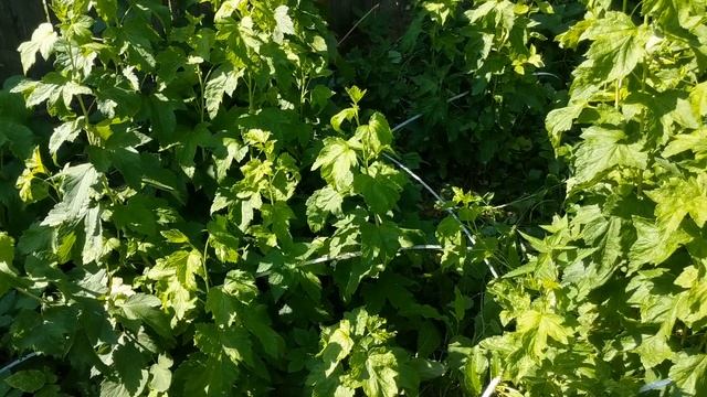 Как правильно омолодить и вылечить смородину на 100%!