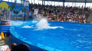 СОЧИ_ПАРК_2024._ДЕЛЬФИНАРИЙ_+ЦИРК_🐬[1]