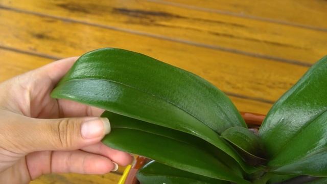 Magical trick to help orchids grow 100 branches and bloom all year round смотреть онлайн