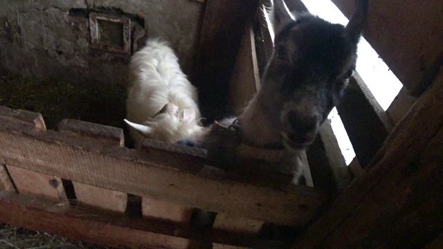 Как мы с тестем козу на случку возили !)) смотреть онлайн