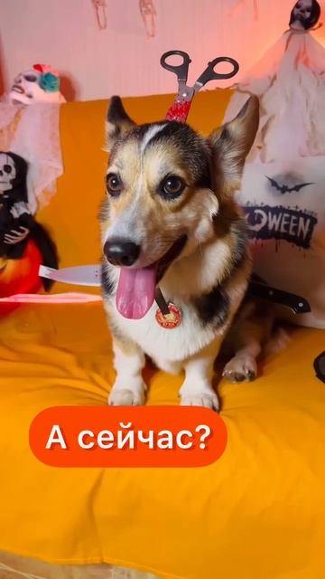 СМЕШНЫЕ ЖИВОТНЫЕ | НА ЧТО ОТВЕТИЛИ НЕТ? смотреть онлайн