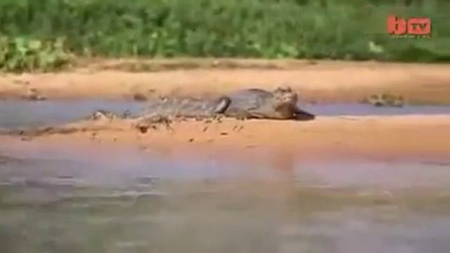 Леопард на охоте в воде смотреть онлайн