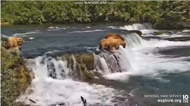 128s with Lefty at the lip. 2022 06 30 Explore.org смотреть онлайн