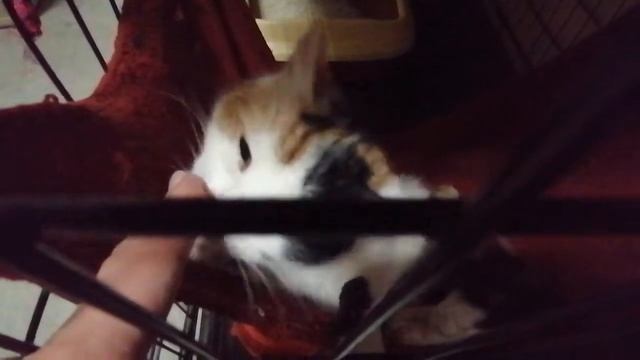 VID 20220227 213855 смотреть онлайн