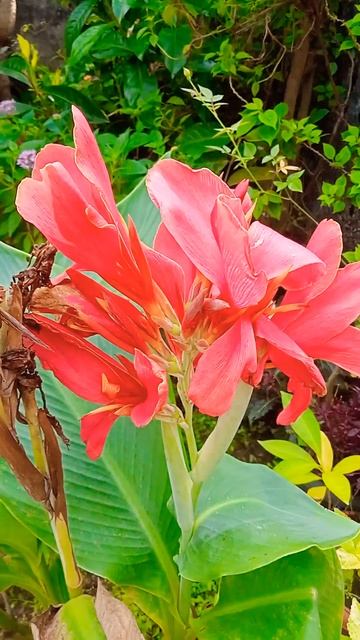 Canna#shorts# смотреть онлайн