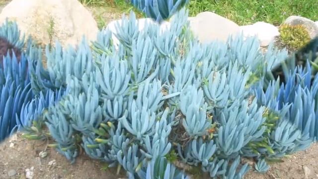 Narrow Leaf Blue Chalksticks Senecio Vitalis смотреть онлайн