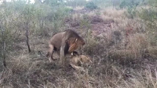 Lions mating - Kruger National Park смотреть онлайн