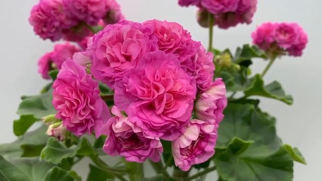 #0. Эрик Мулан