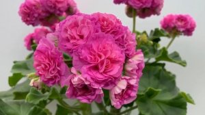 #0. Эрик Мулан