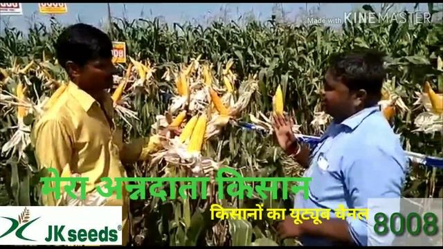 Ad:- JK seeds maize hybrid jk 8008 || विज्ञापन:- जेके सीड्स मक्का की किस्म जेके 8008 || seed rate смотреть онлайн