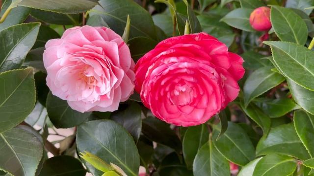 Камелия Бономиана 🌸Camellia japonica Bonomiana 🌸 смотреть онлайн