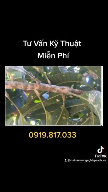 BỆNH RỆP SÁP GÂY HẠI TRÊN CÂY XOÀI смотреть онлайн