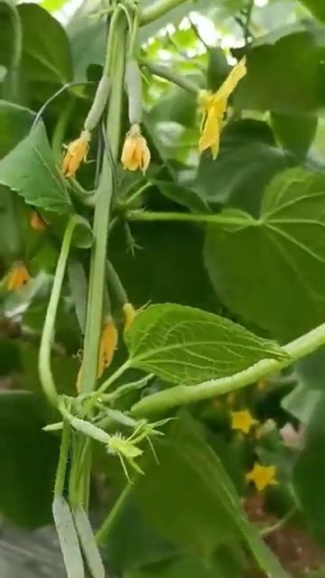 Organic Farming #Agri_shorts #Organic_reels # Agri_Reels #SFO #Agriculture #Shorts смотреть онлайн