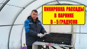 Начали ПИКИРОВКУ ТАБАКА. Рассада не подвела.Наша ЖИЗНЬ В ДЕРЕВНЕ,