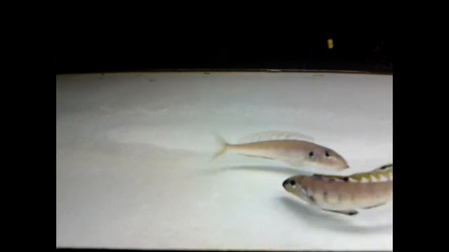 Enantiopus melanogenys Namansi courtship & spawn - PISCES смотреть онлайн