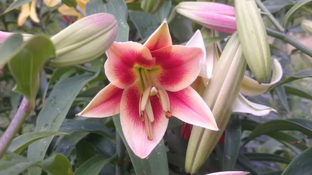 Lilie drzewiaste 2019 смотреть онлайн