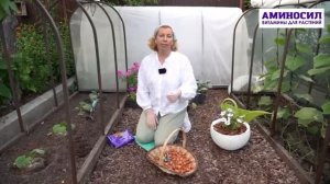 Секреты урожая огурцов от Марины Рыкалиной