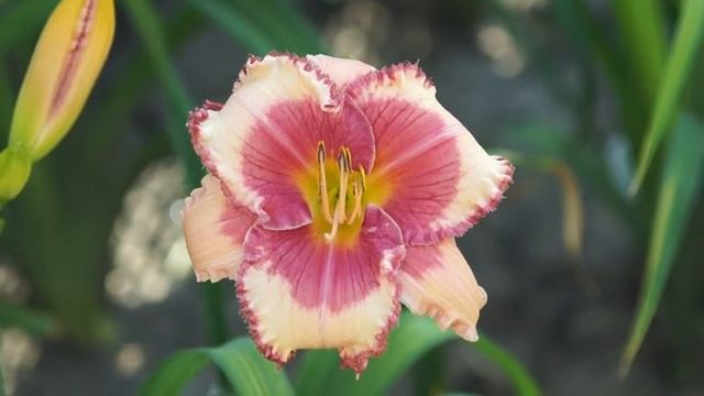 лилейник смотреть онлайн